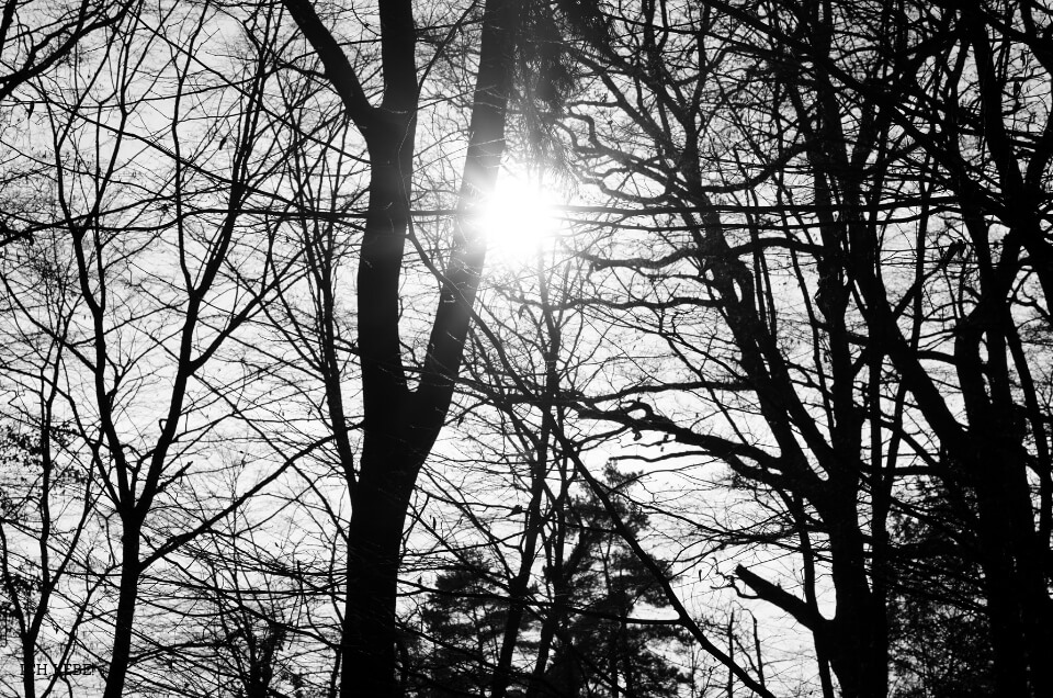 Sonne zwischen den Bäumen