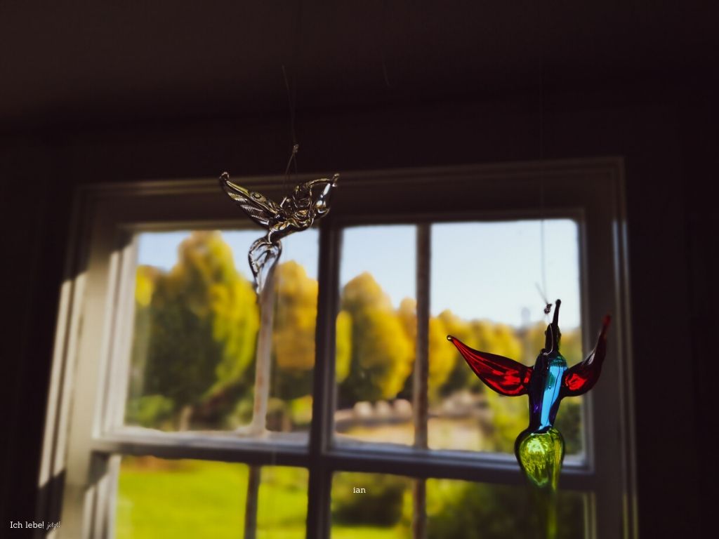 Glasvögel im Fenster